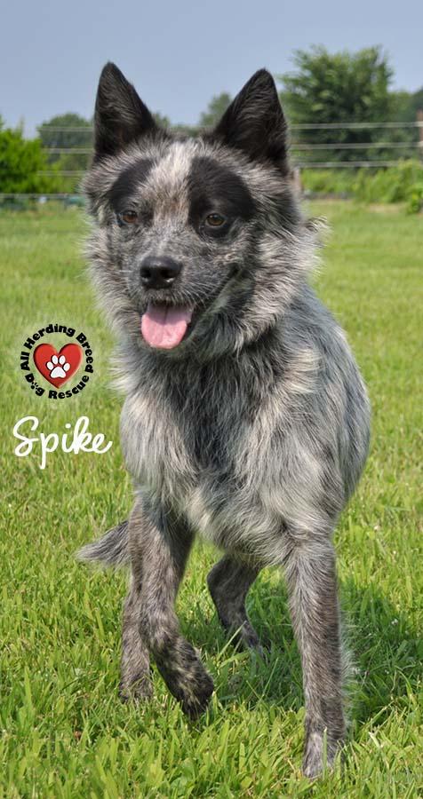 Enlarge Spike, a Adoptable mixed breed in Joliet, IL image 4/4
