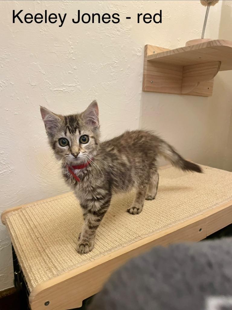 Keeley, Adoptable, Kitten Male Domestic Medium Hair.