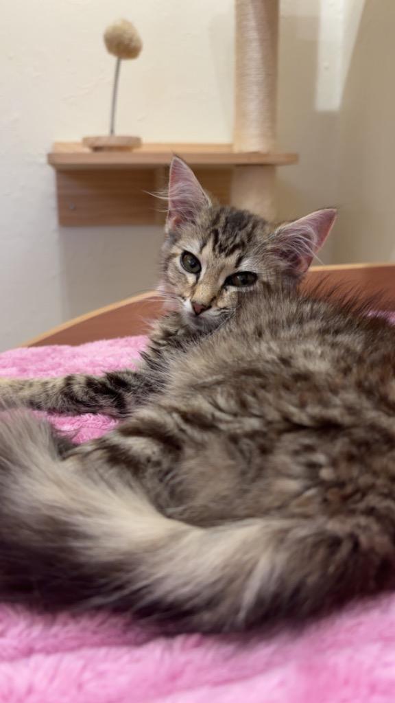 Enlarge Keeley, a Adoptable mixed breed in New Kensington, PA image 2/2