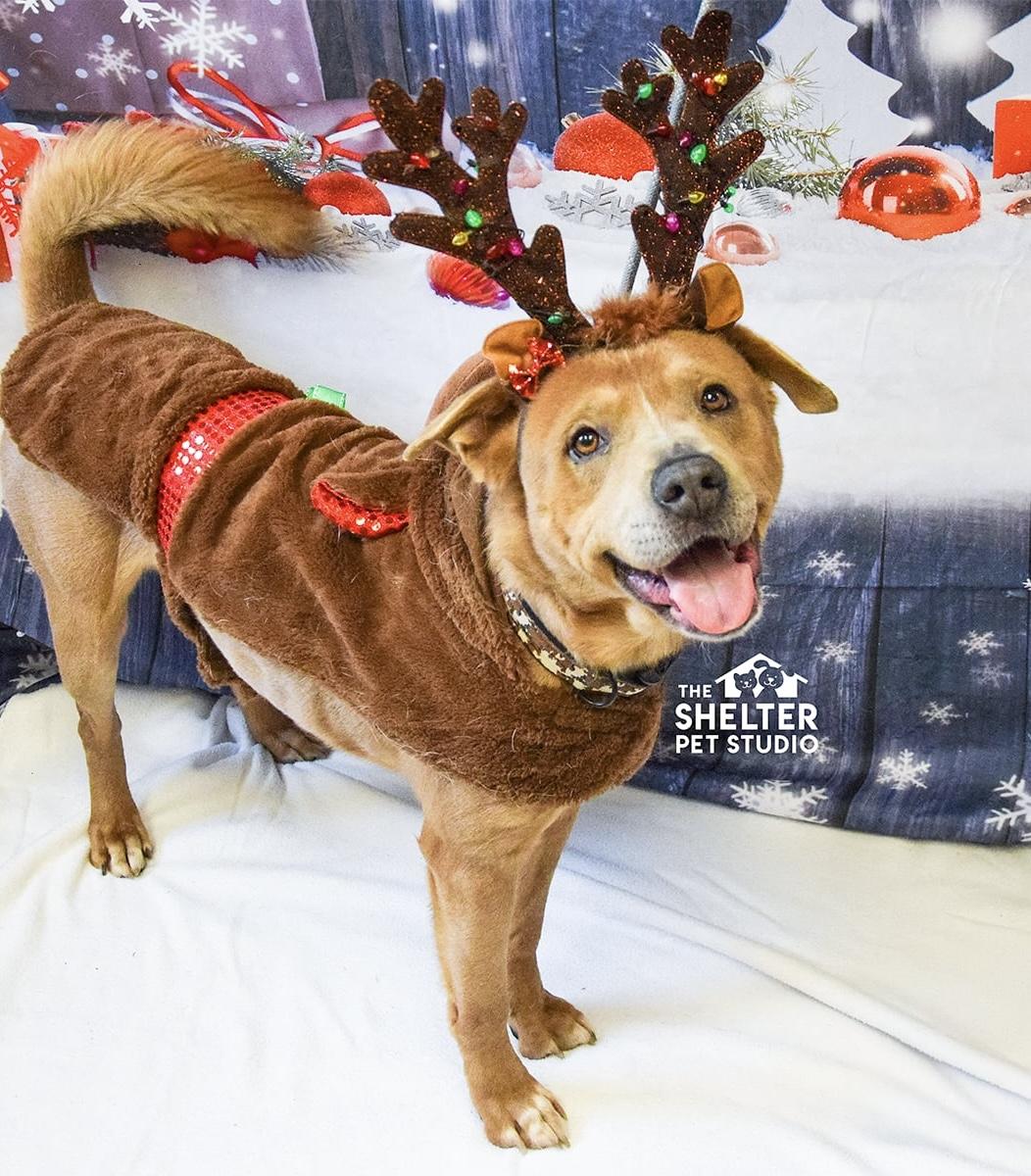 Hank ADOPTED, a Adoptable mixed breed in Canton, OH image 1/6