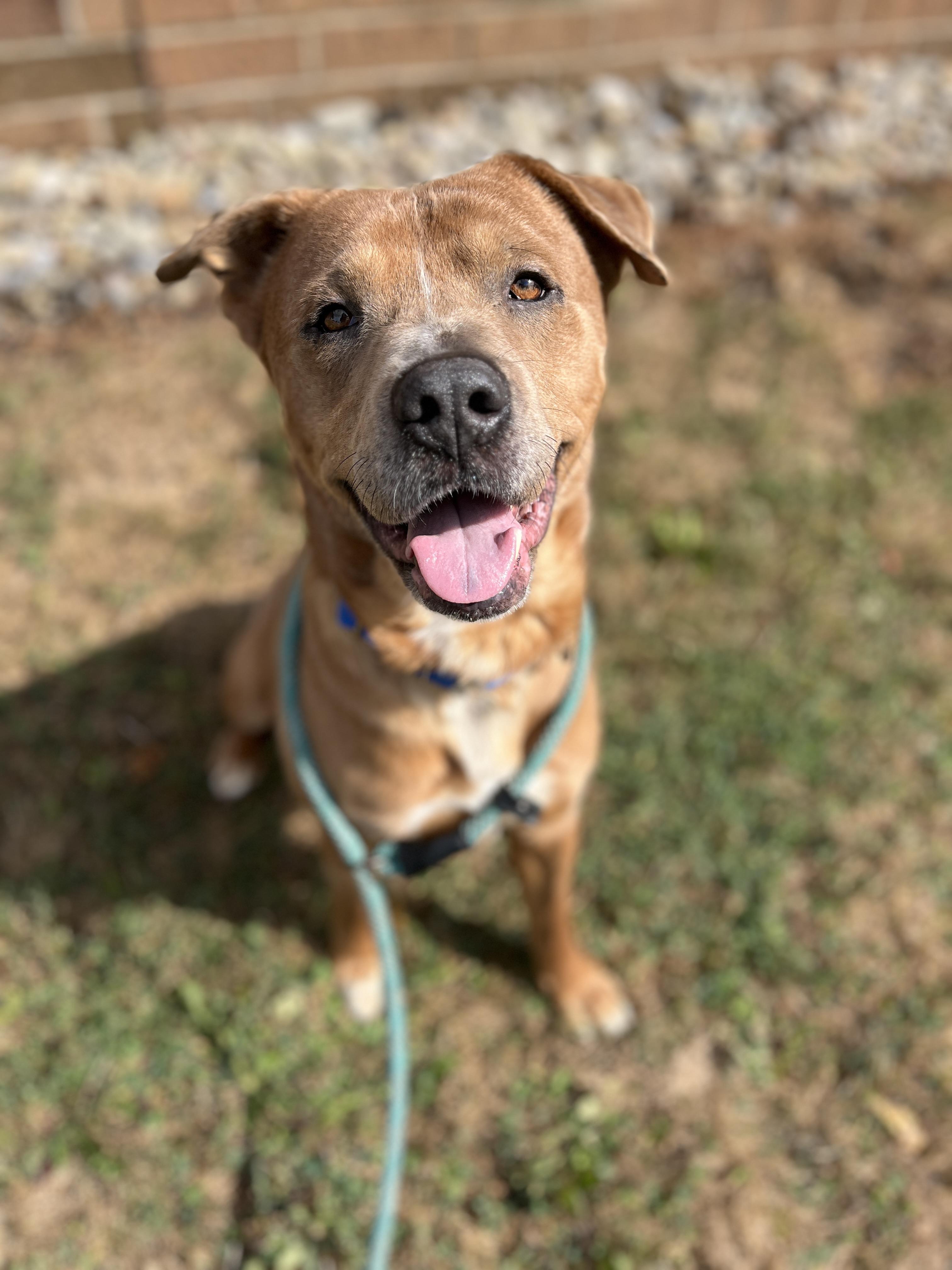 Hank ADOPTED, a Adoptable mixed breed in Canton, OH image 5/6