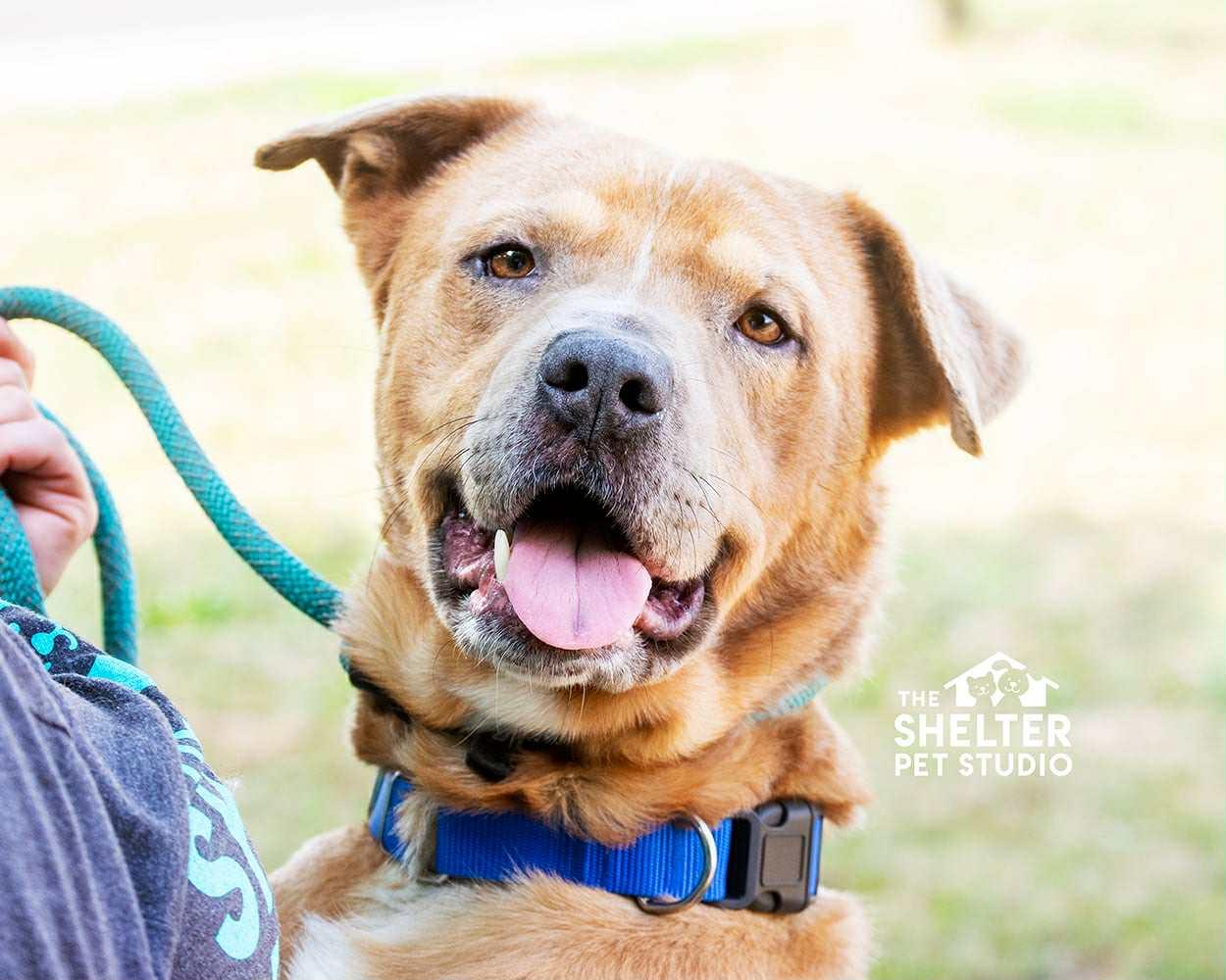 Hank ADOPTED, a Adoptable mixed breed in Canton, OH image 3/6