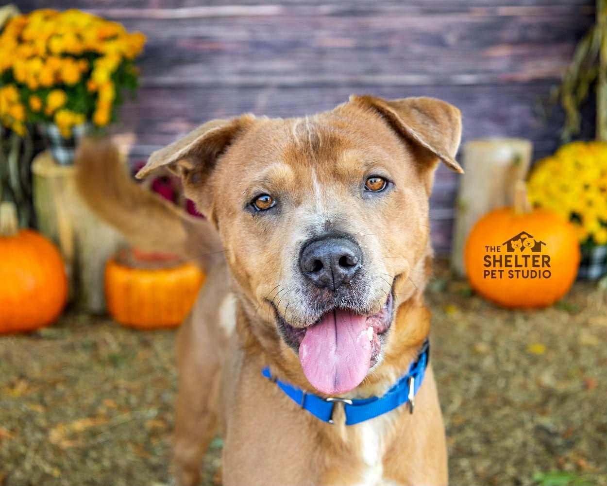 Hank ADOPTED, a Adoptable mixed breed in Canton, OH image 4/6