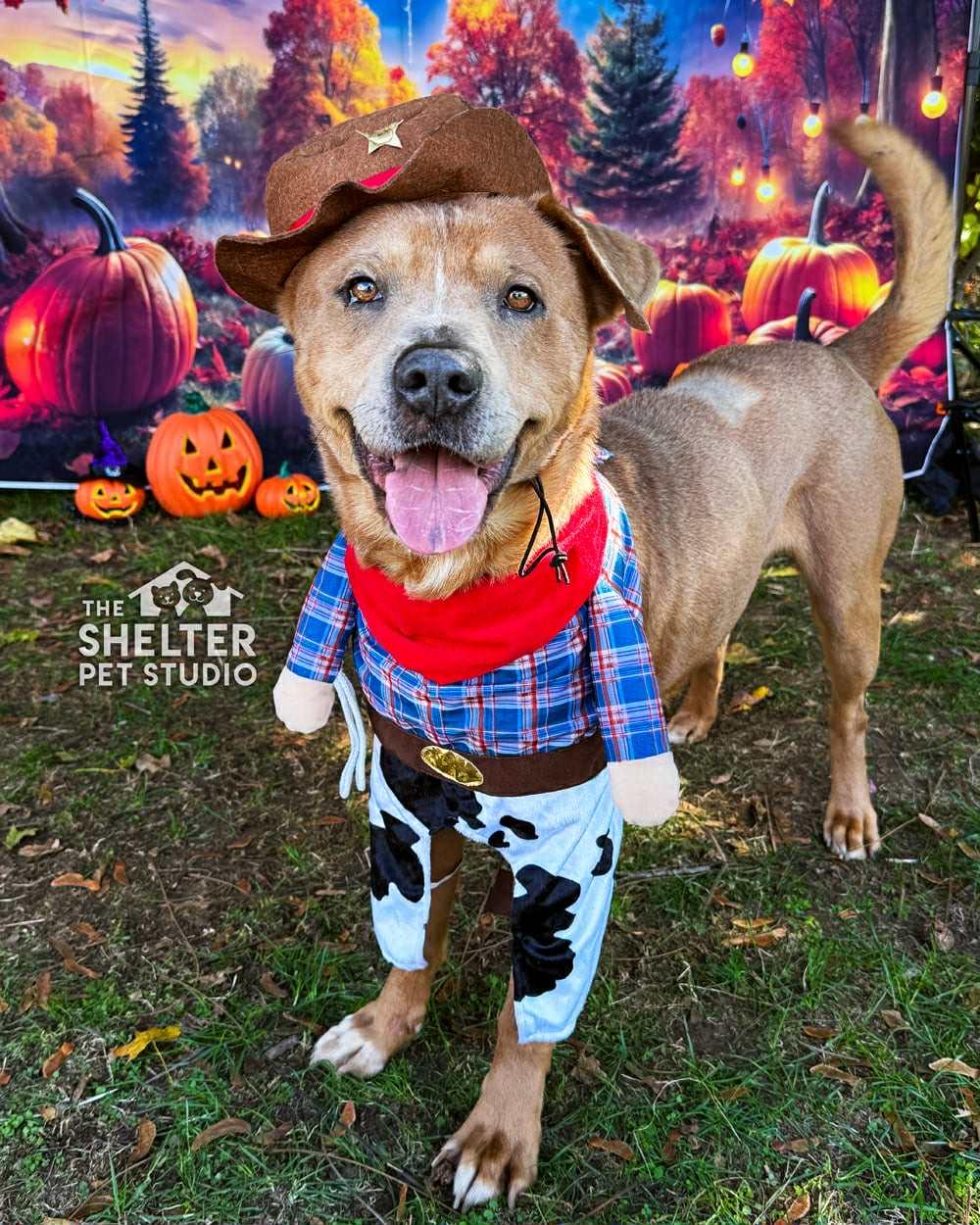 Hank ADOPTED, a Adoptable mixed breed in Canton, OH image 2/6