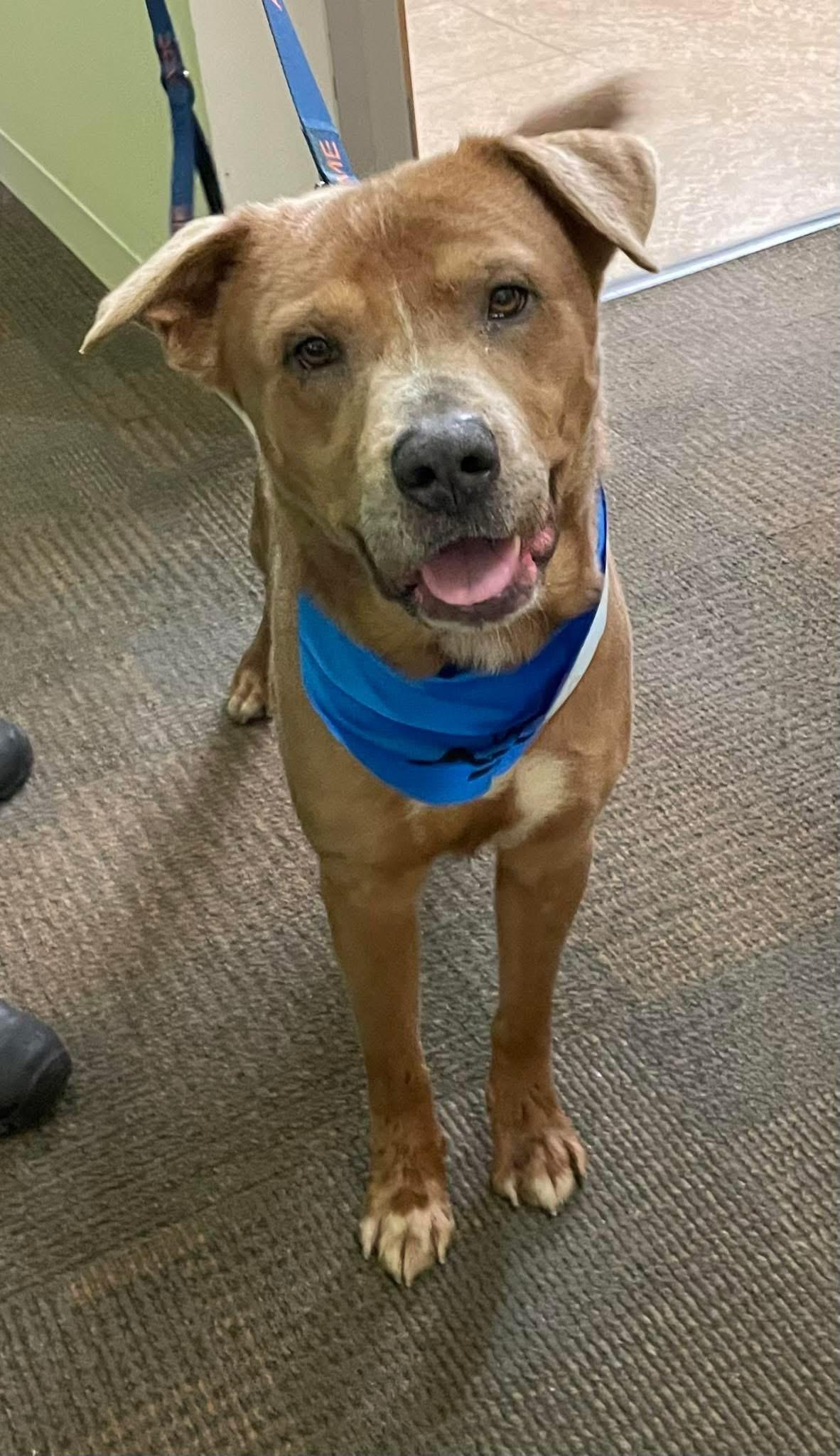 Hank ADOPTED, a Adoptable mixed breed in Canton, OH image 6/6