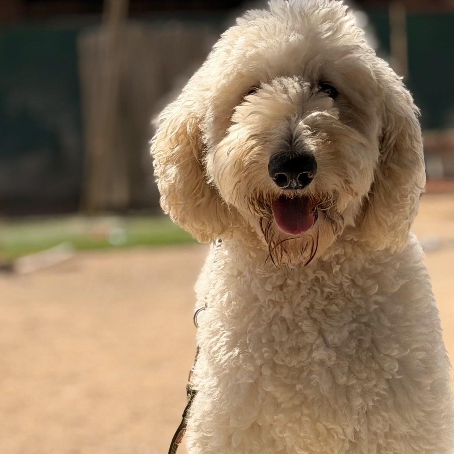 Moose, Adoptable, Adult Male Labradoodle.