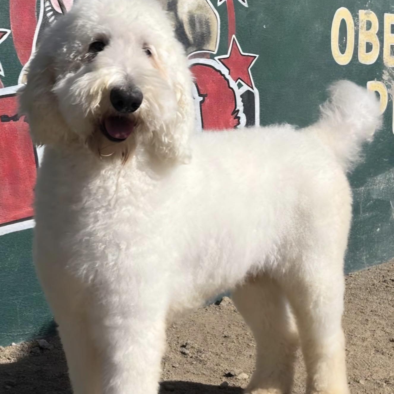 Enlarge Moose, a Adoptable Labradoodle in Los Angeles, CA image 2/4