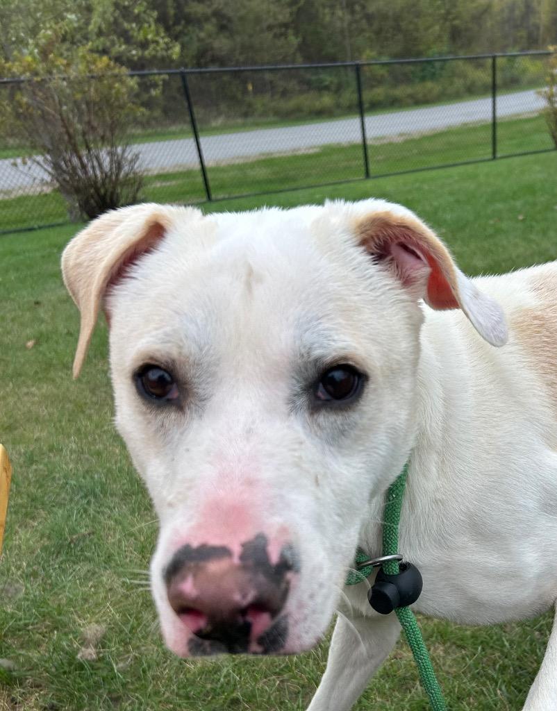 CANE, Adoptable, Adult Male Labrador Retriever.