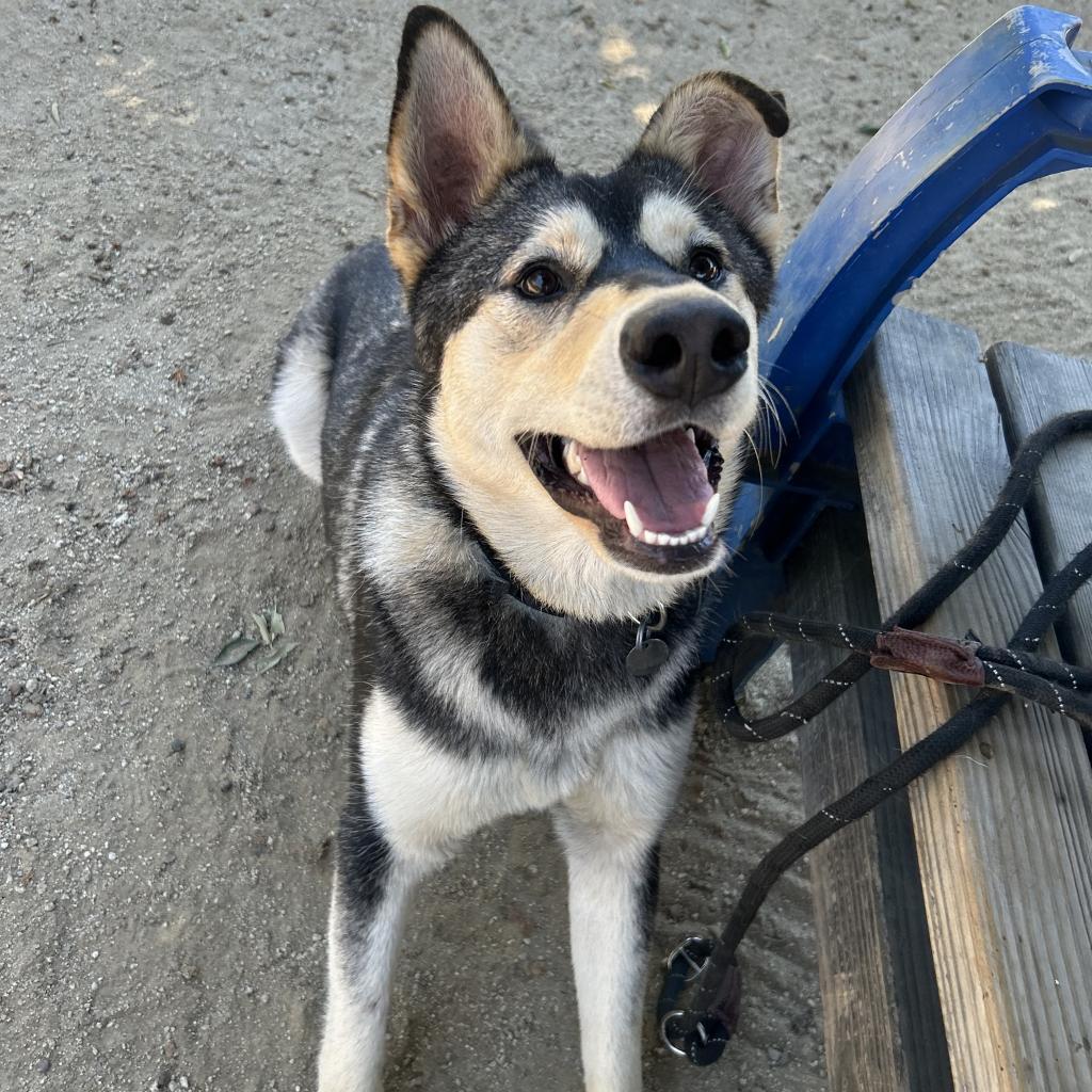 Enlarge Winter, a Adoptable mixed breed in Riverside, CA image 1/6
