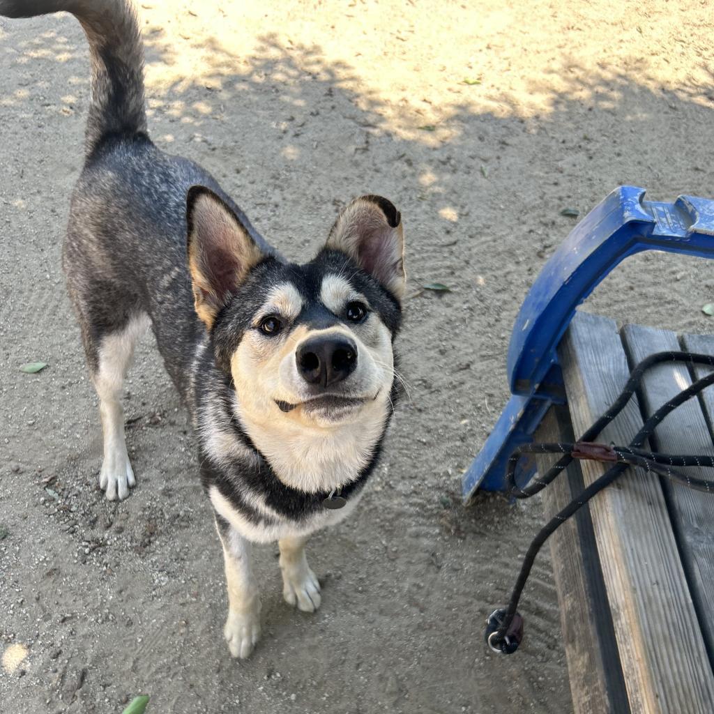 Enlarge Winter, a Adoptable mixed breed in Riverside, CA image 2/6