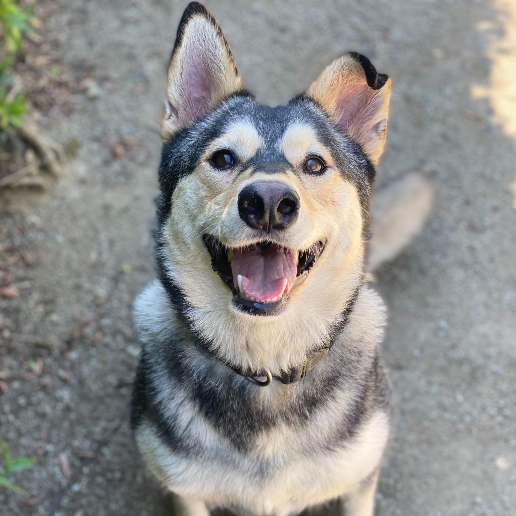 Enlarge Winter, a Adoptable mixed breed in Riverside, CA image 3/6