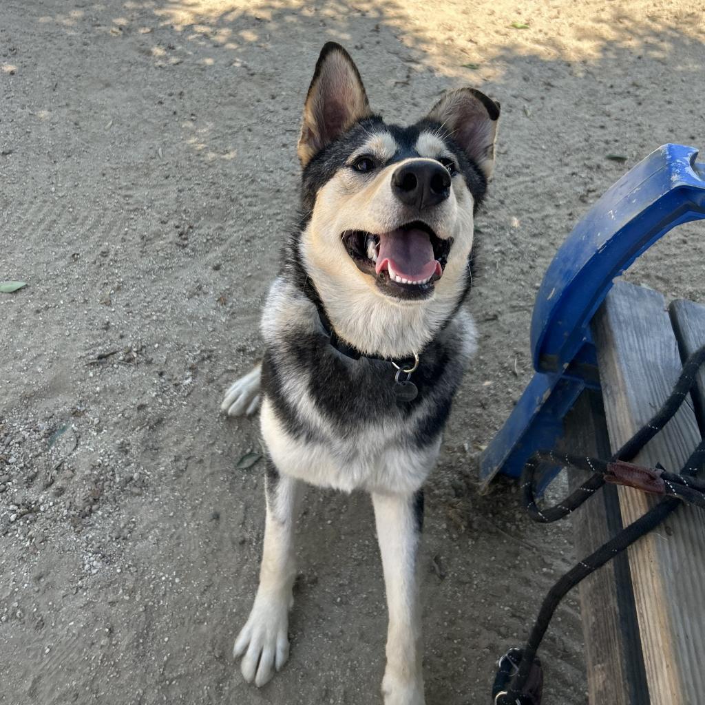 Enlarge Winter, a Adoptable mixed breed in Riverside, CA image 4/6