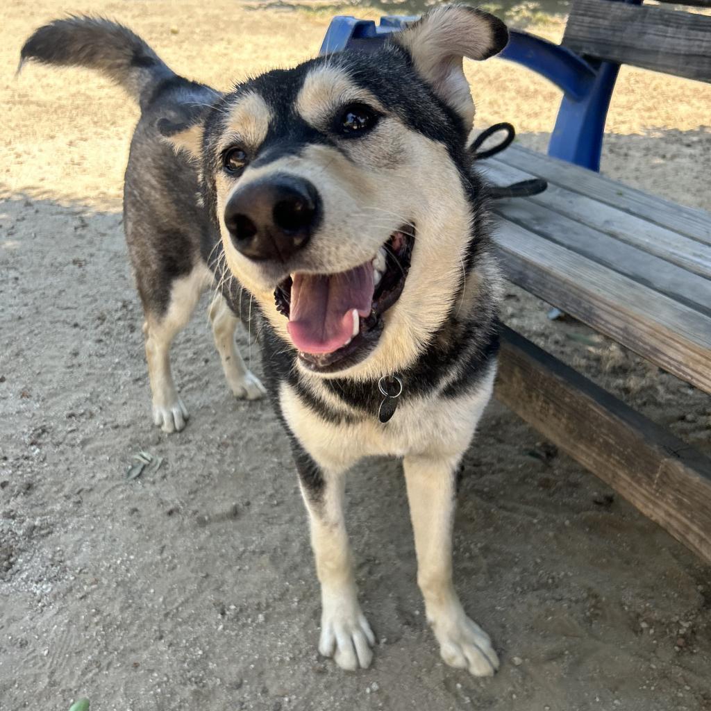 Enlarge Winter, a Adoptable mixed breed in Riverside, CA image 5/6