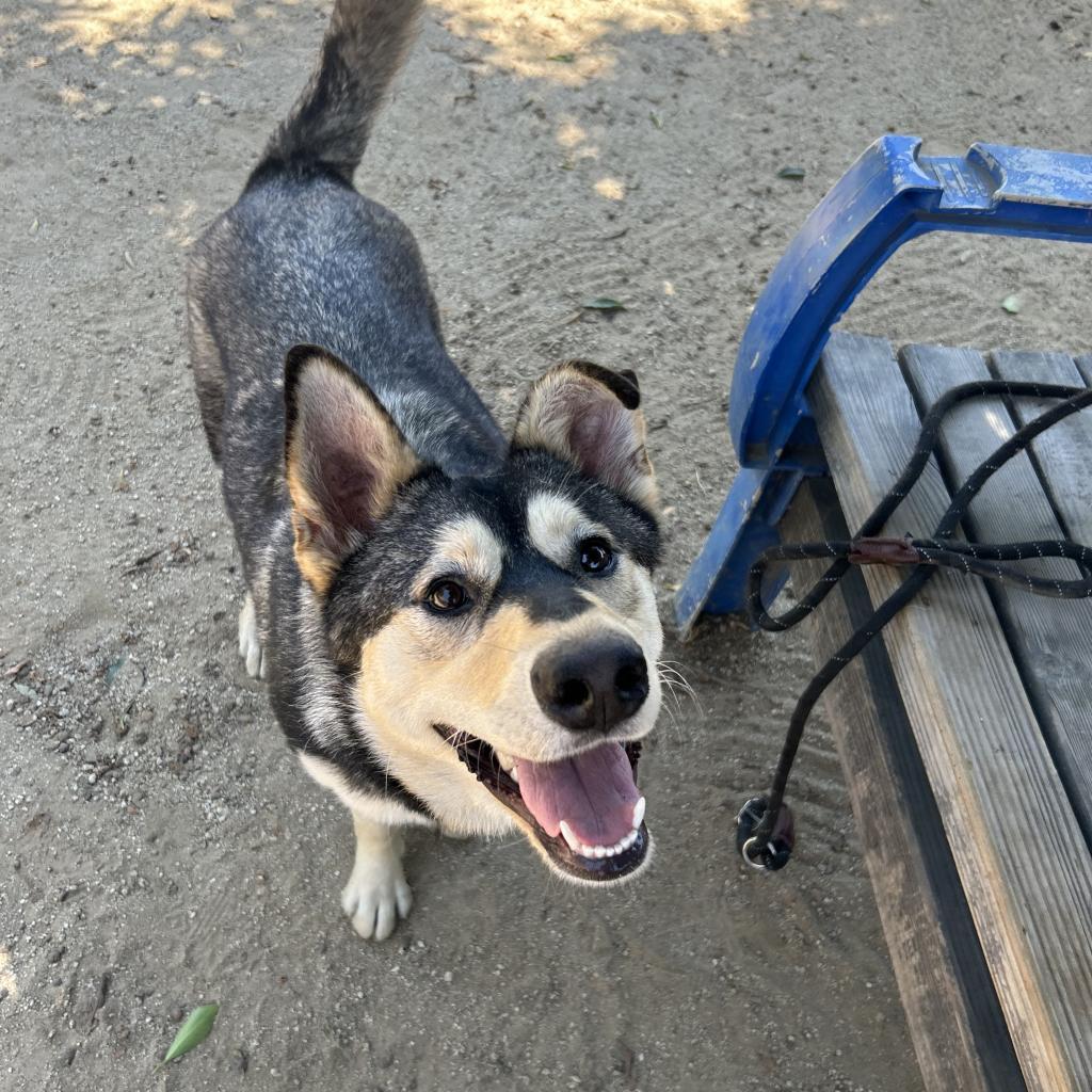 Enlarge Winter, a Adoptable mixed breed in Riverside, CA image 6/6