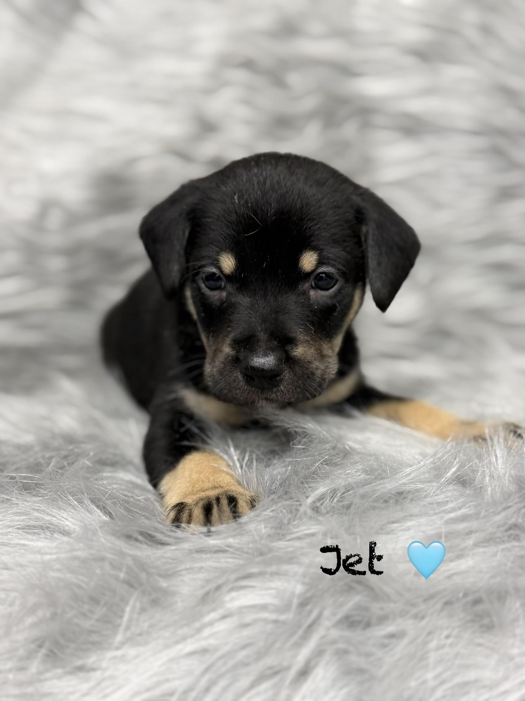 Enlarge Jet, a ADOPTABLE mixed breed in Lutz, FL image 1/1