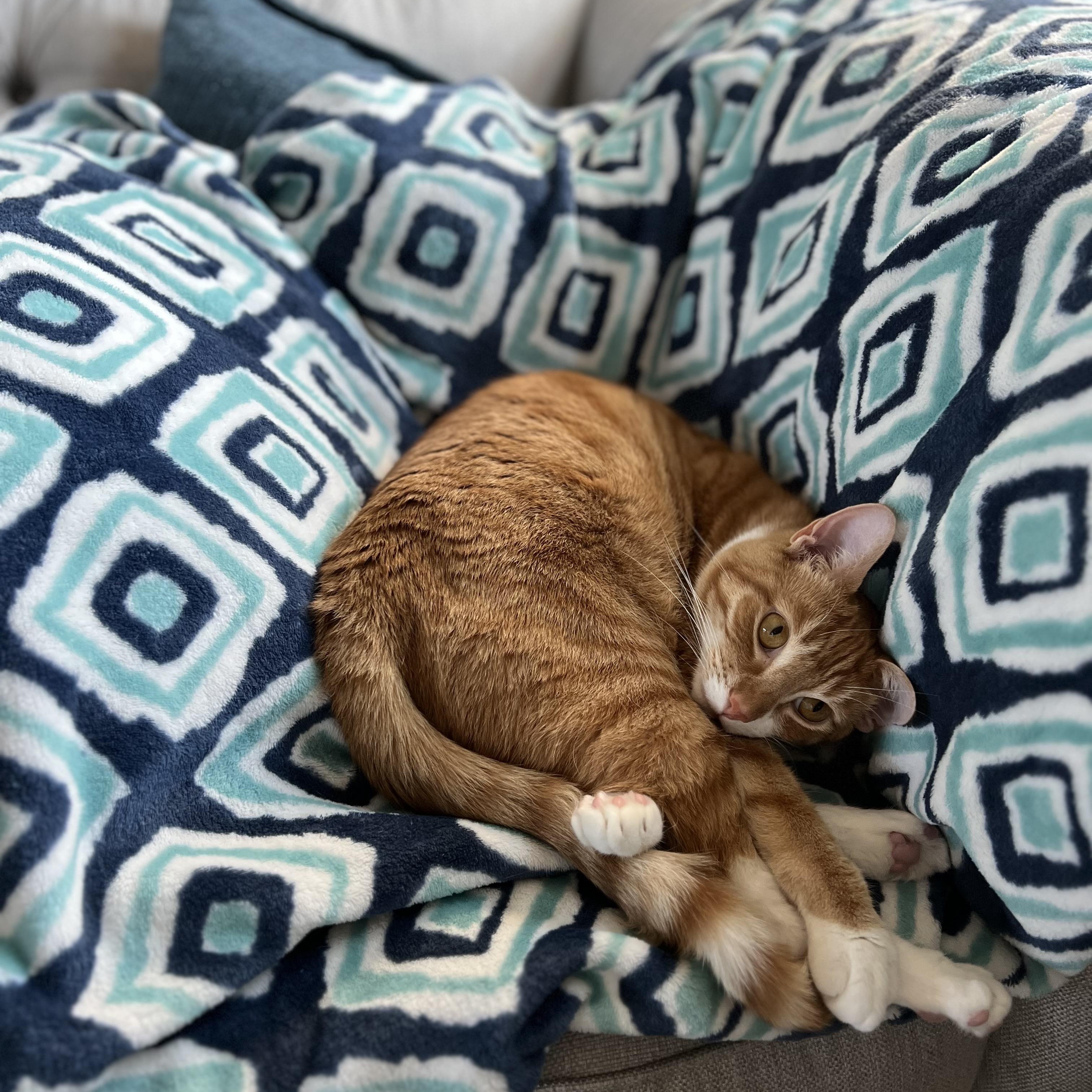 Enlarge Simba, an adopted Domestic Short Hair in La Grange Park, IL image 2/3