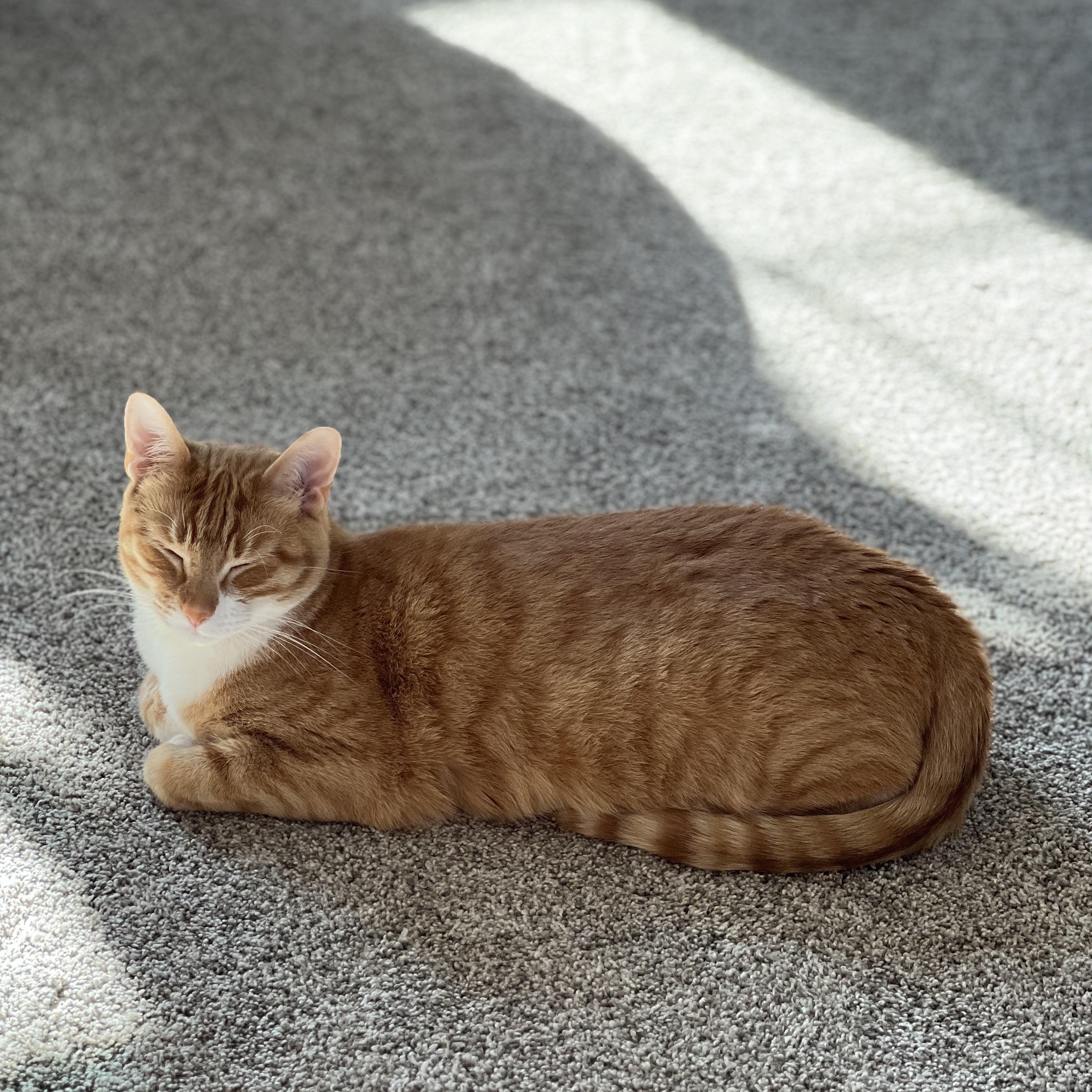 Enlarge Simba, an adopted Domestic Short Hair in La Grange Park, IL image 3/3
