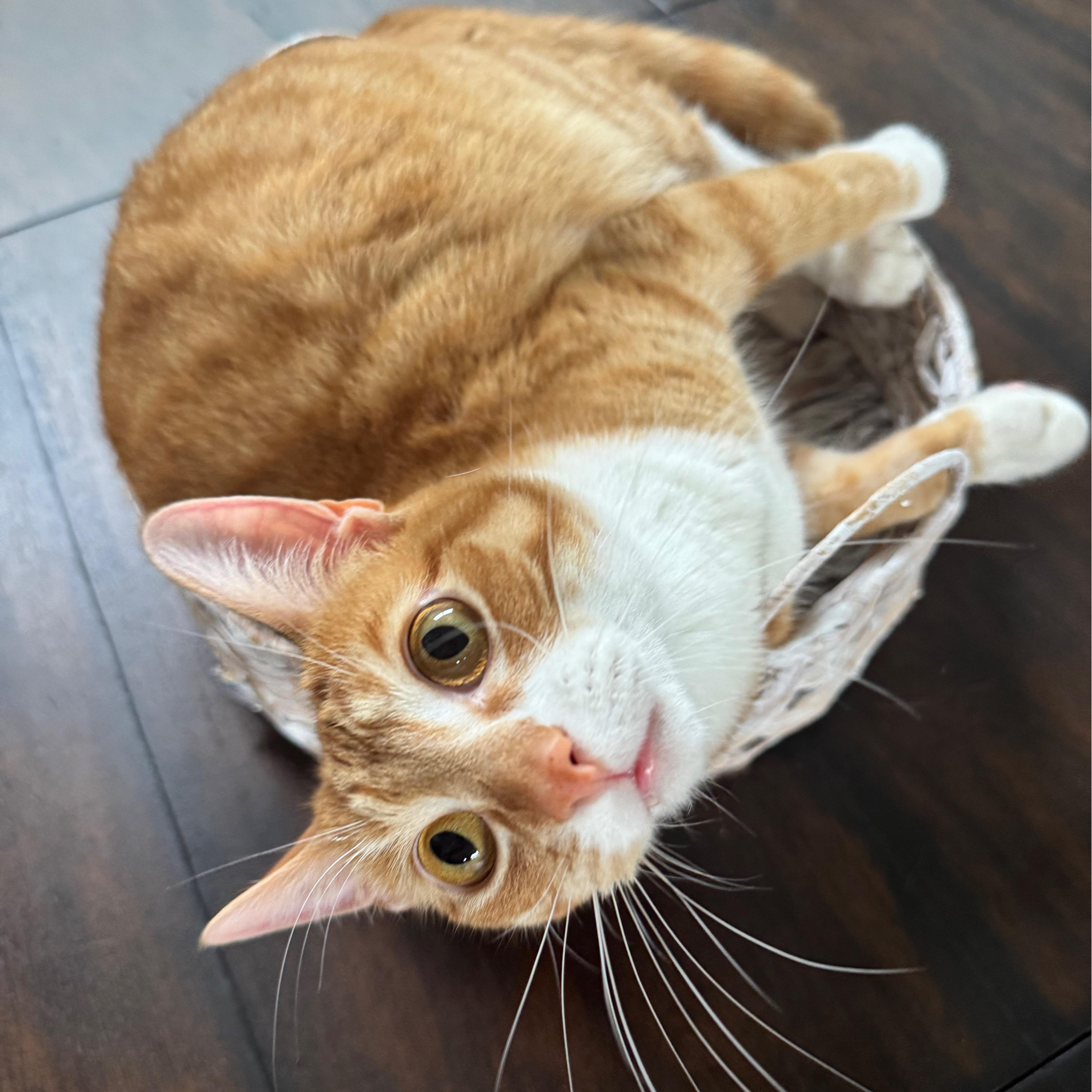 Simba, adopted, Adult Male Domestic Short Hair.