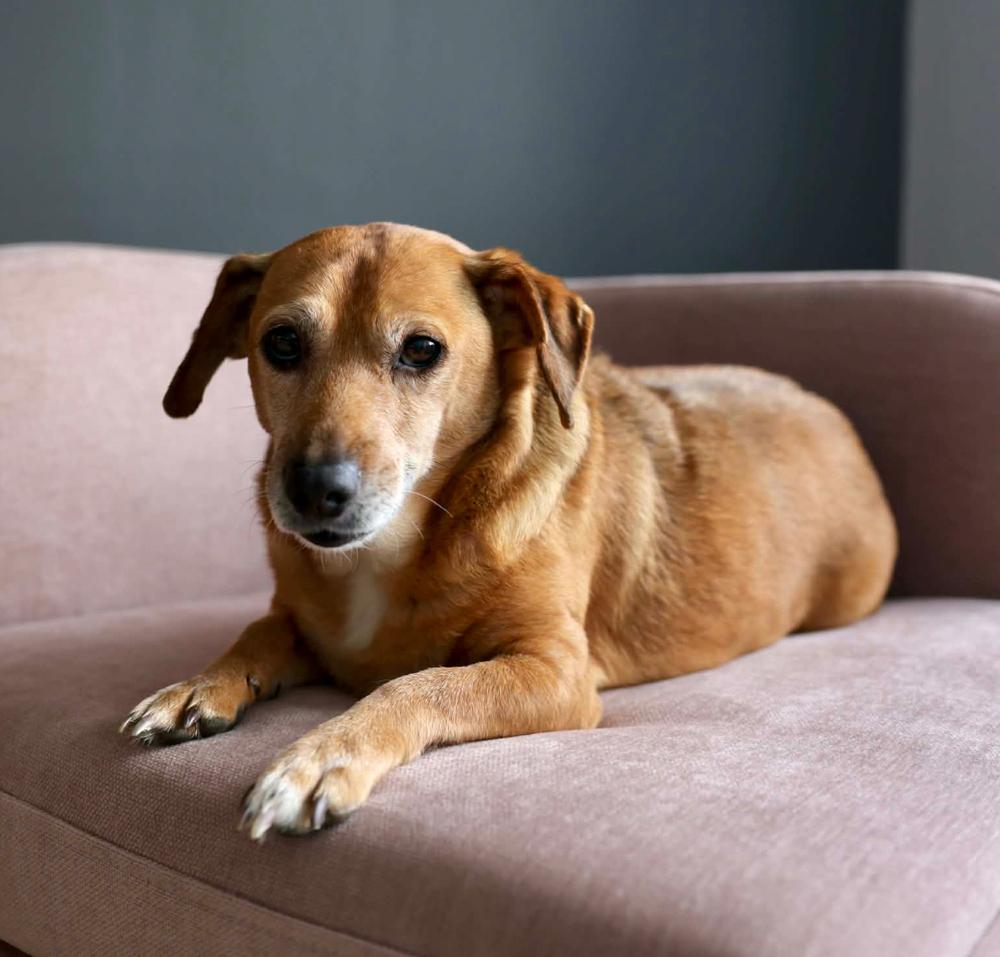 Bobo, Adoptable, Senior Male Dachshund.