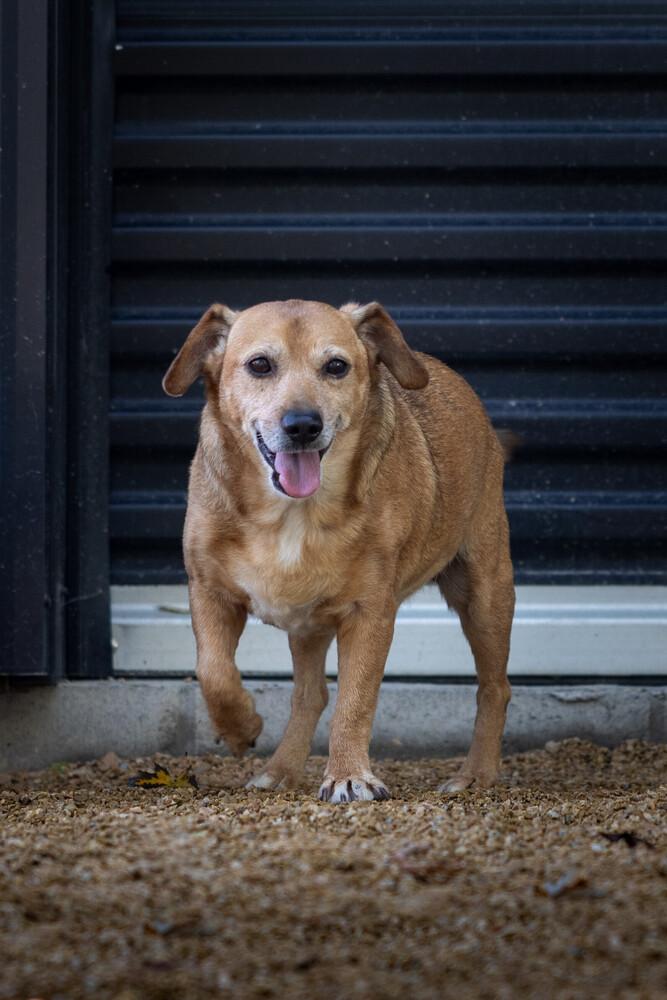 Bobo, a Adoptable mixed breed in Columbus, OH image 2/3