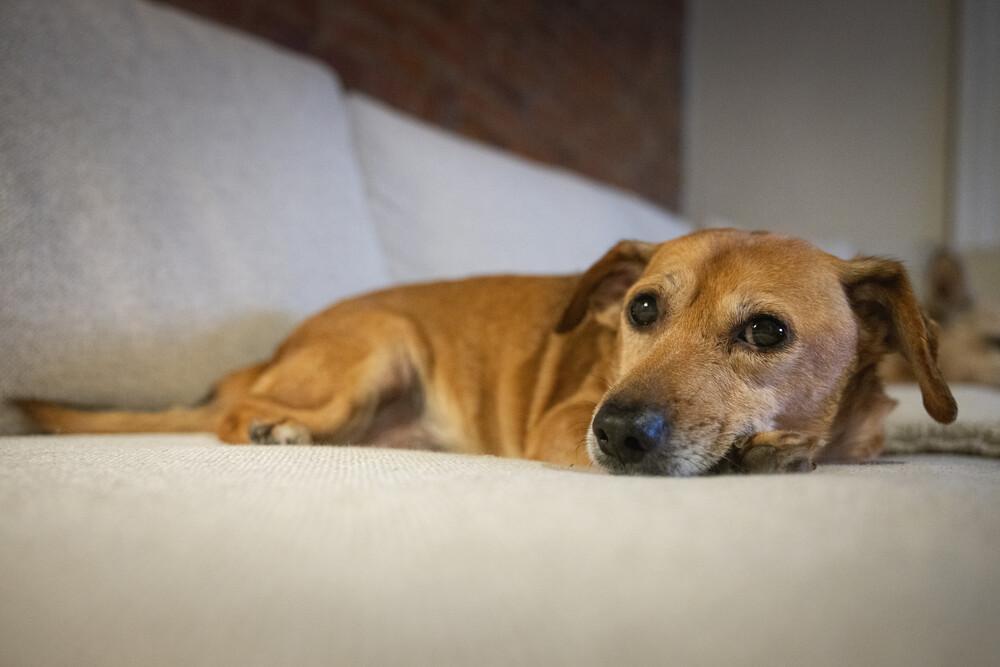 Bobo, a Adoptable mixed breed in Columbus, OH image 3/3