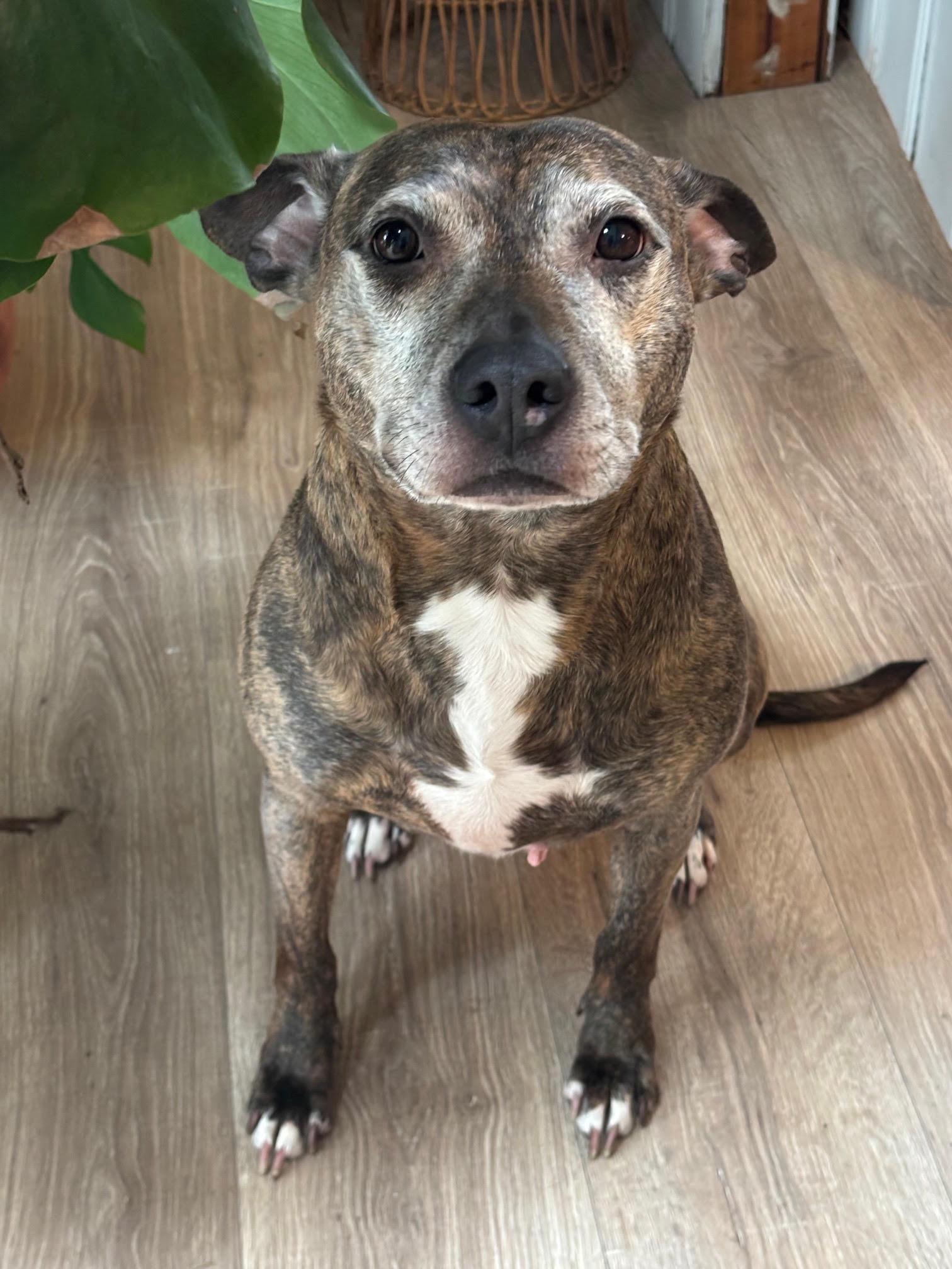 Bluebird - Beautiful Girl!, Adoptable, Adult Female Pit Bull Terrier.