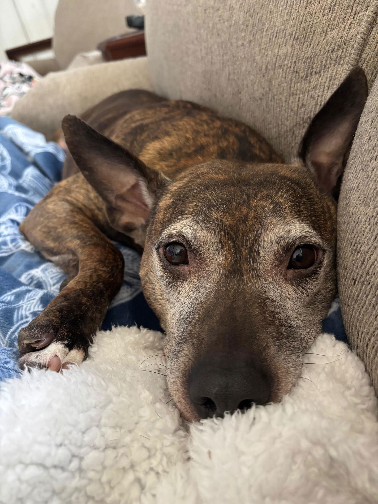 Enlarge Bluebird - Beautiful Girl!, a Adoptable Pit Bull Terrier in Oakhurst, NJ image 3/3