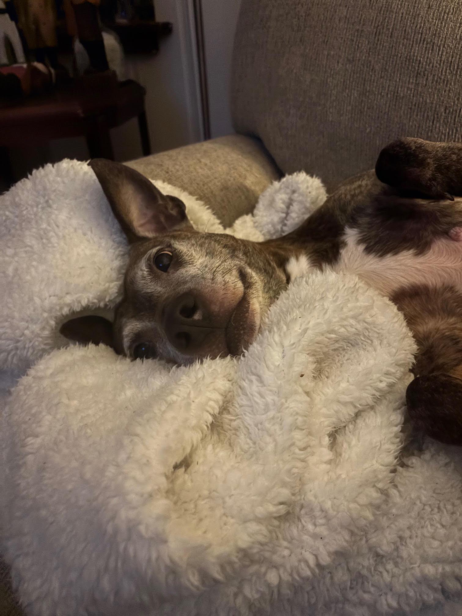 Bluebird - Beautiful Girl!, a Adoptable Pit Bull Terrier in Oakhurst, NJ image 2/3