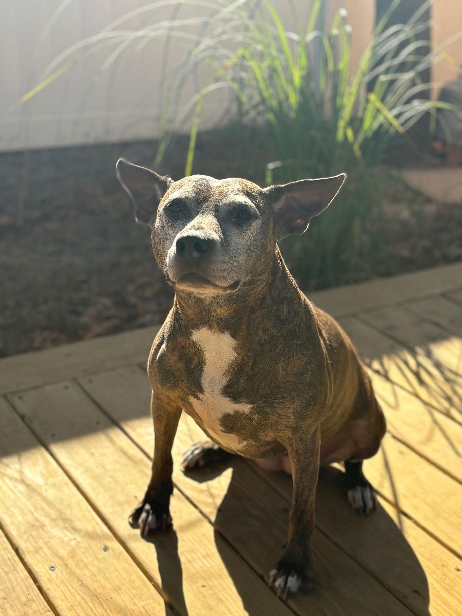 Enlarge Bluebird - Beautiful Girl!, a Adoptable Pit Bull Terrier in Oakhurst, NJ image 3/3