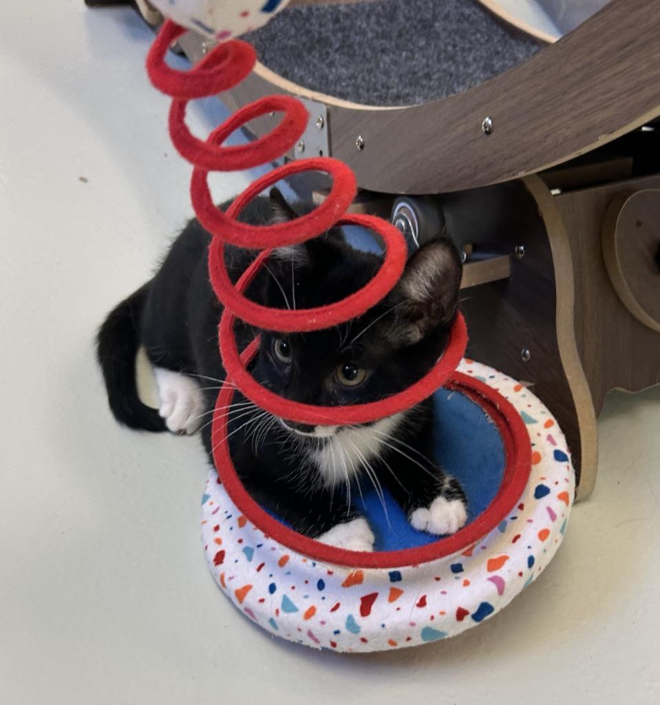 Booker, a Adopted mixed breed in Blountville, TN image 1/3