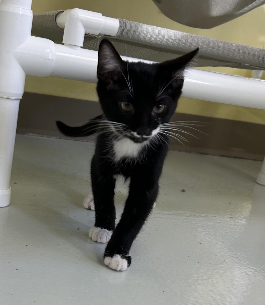 Booker, a Adopted mixed breed in Blountville, TN image 2/3