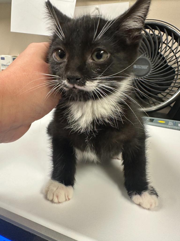 Booker, a Adopted mixed breed in Blountville, TN image 3/3