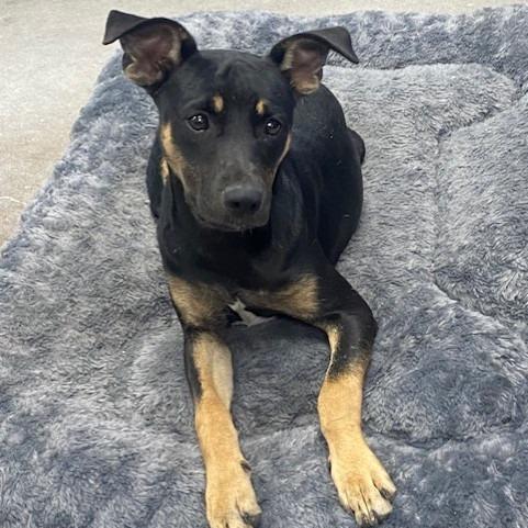 Charlotte, Adoptable, Young Female Mixed Breed.