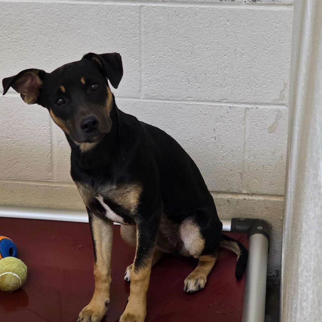 Enlarge Charlotte, a Adoptable Mixed Breed in Duncan, OK image 2/6