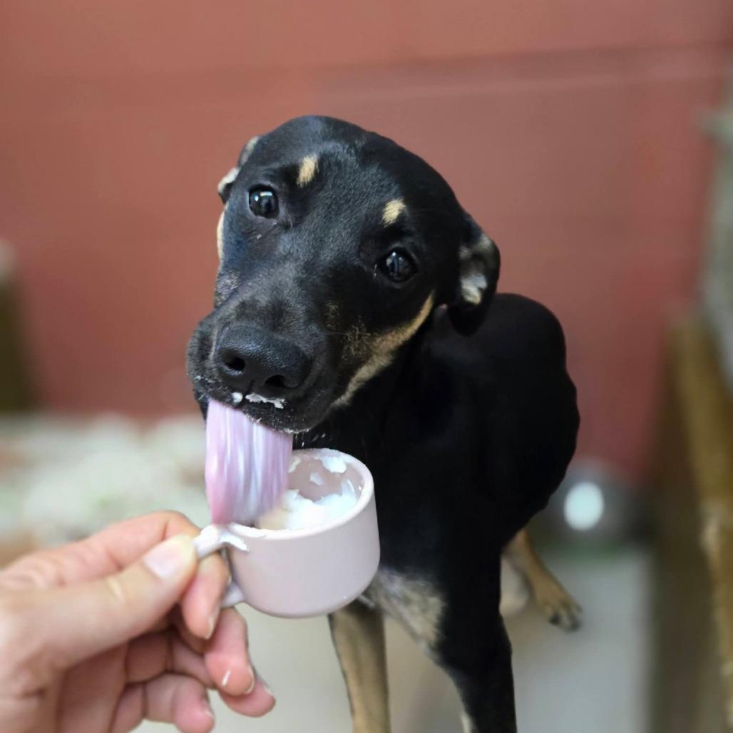 Enlarge Charlotte, a Adoptable Mixed Breed in Duncan, OK image 3/6