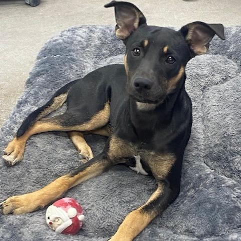 Enlarge Charlotte, a Adoptable Mixed Breed in Duncan, OK image 4/6