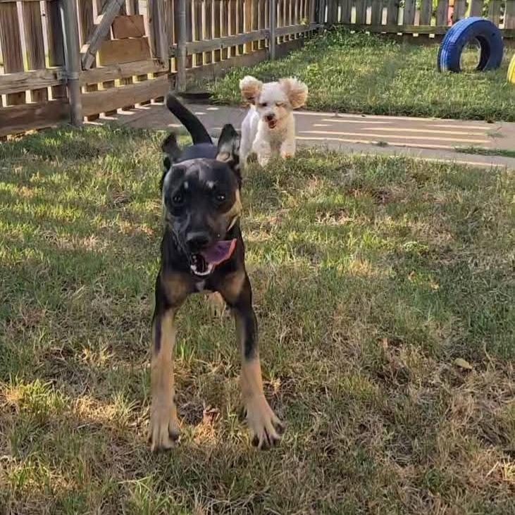 Enlarge Charlotte, a Adoptable Mixed Breed in Duncan, OK image 5/6