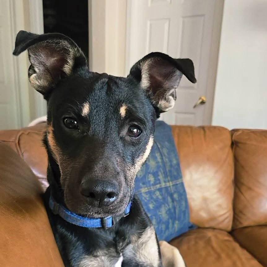 Enlarge Charlotte, a Adoptable Mixed Breed in Duncan, OK image 6/6