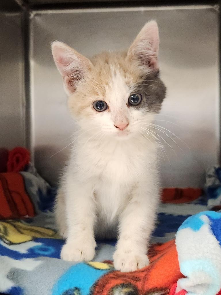 Hunter, Adoptable, Kitten Female Domestic Short Hair.