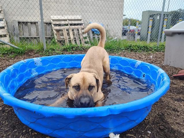 SCOOBY, Adoptable, Adult Male Great Dane & Mixed Breed.