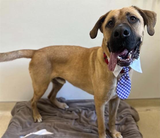 SCOOBY, Adoptable, Adult Male Great Dane & Mixed Breed.