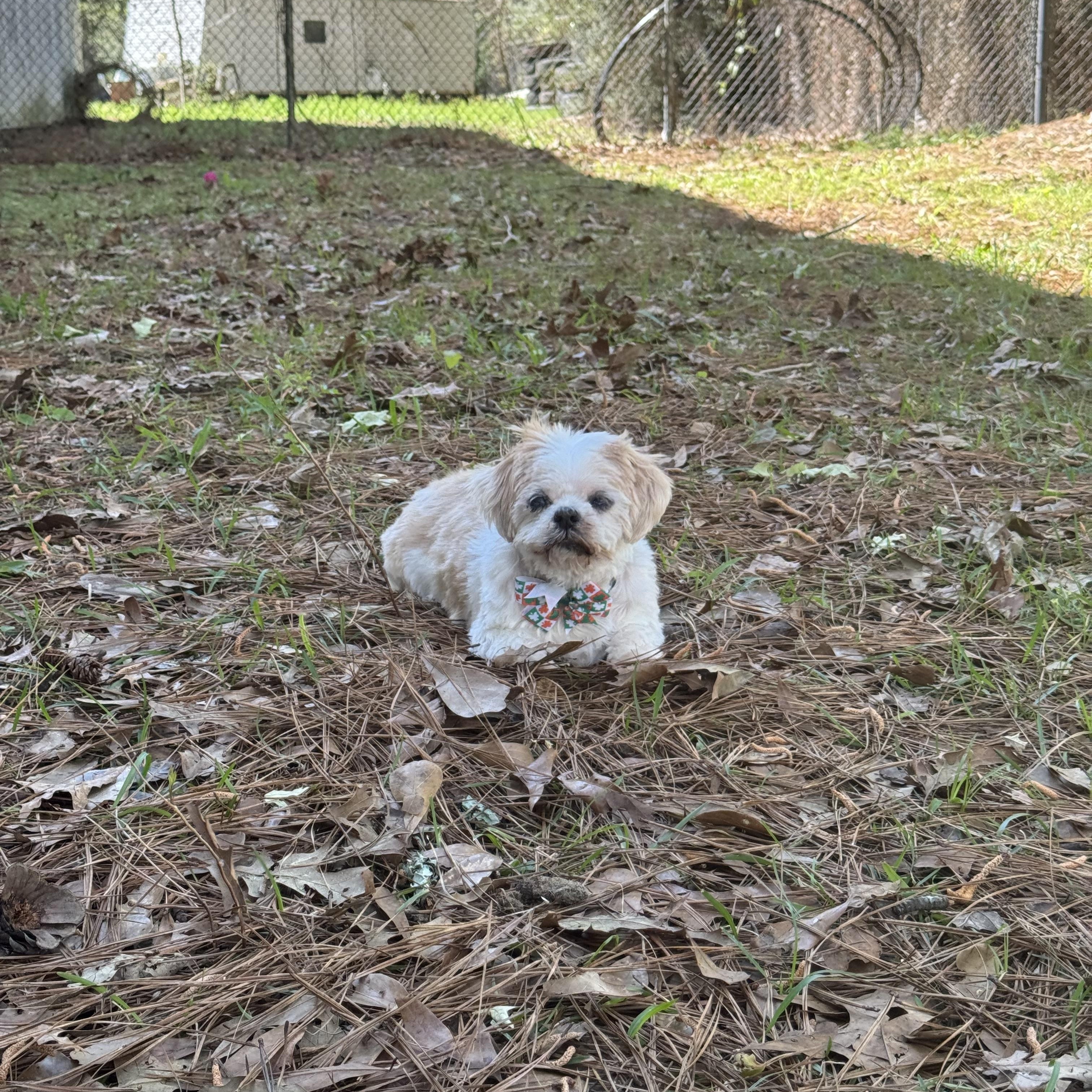 Enlarge Jill, a ADOPTABLE mixed breed in Baton Rouge, LA image 2/6