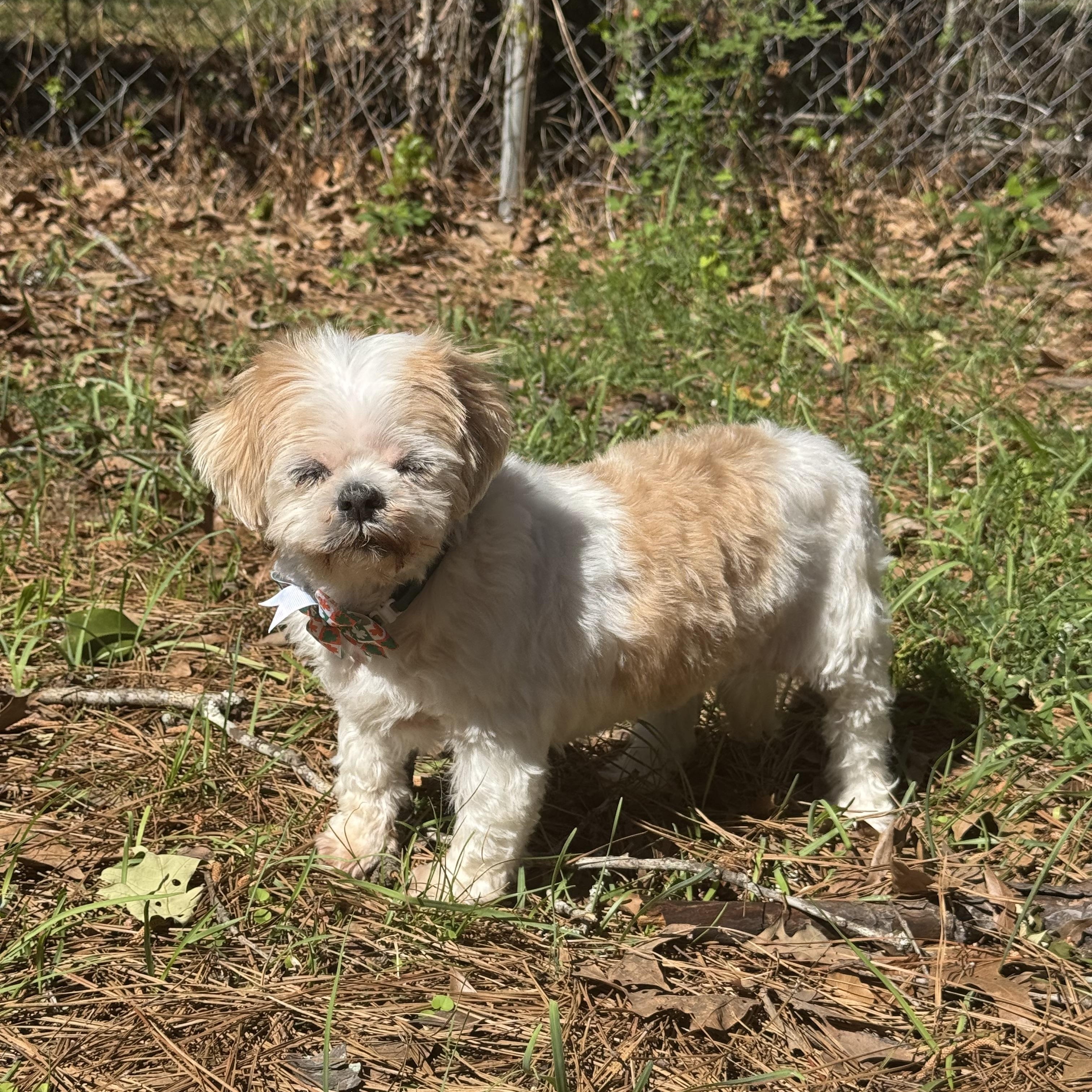 Enlarge Jill, a ADOPTABLE mixed breed in Baton Rouge, LA image 3/6