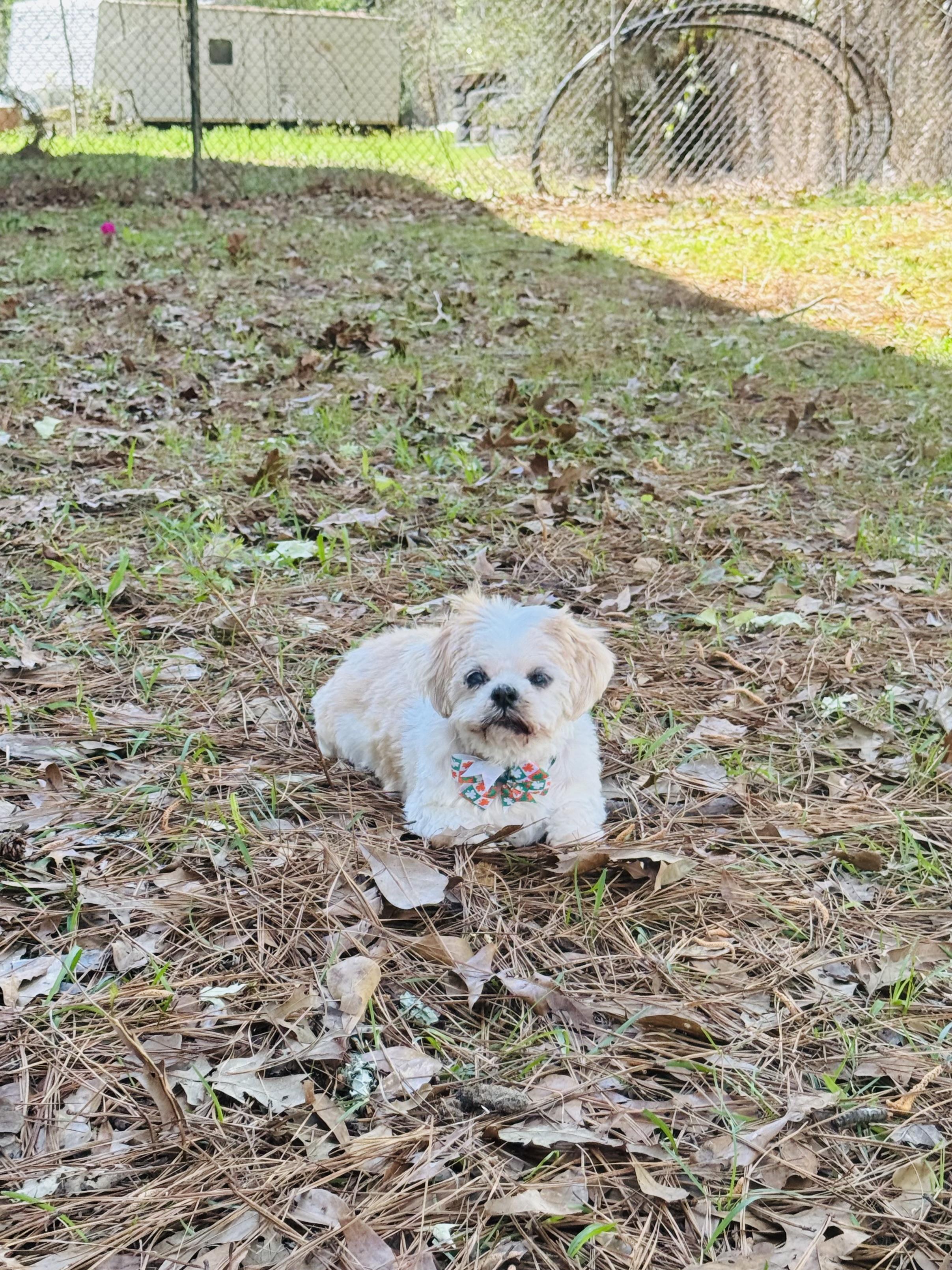 Enlarge Jill, a ADOPTABLE mixed breed in Baton Rouge, LA image 6/6