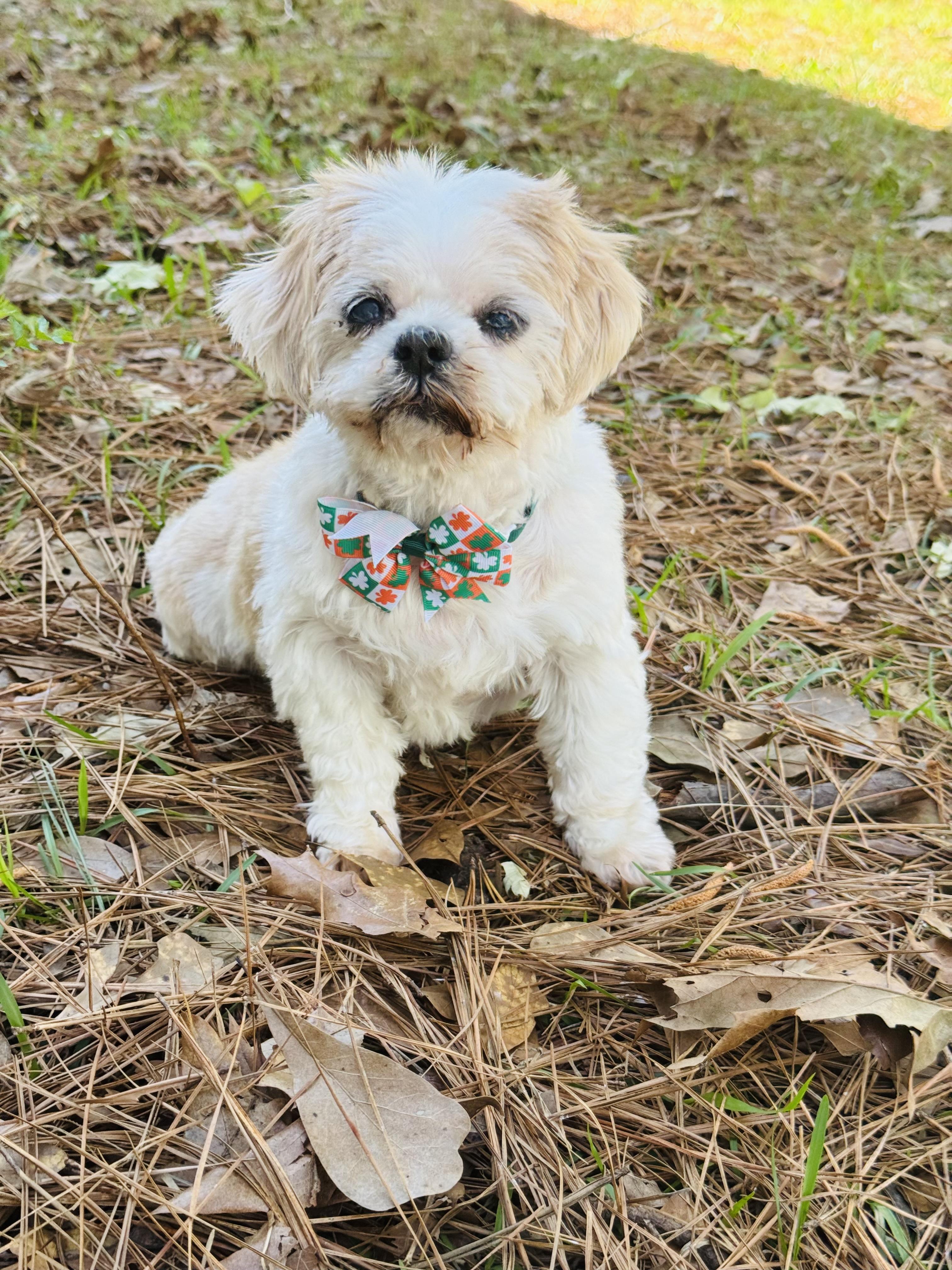 Jill, ADOPTABLE, Senior Female Shih Tzu.