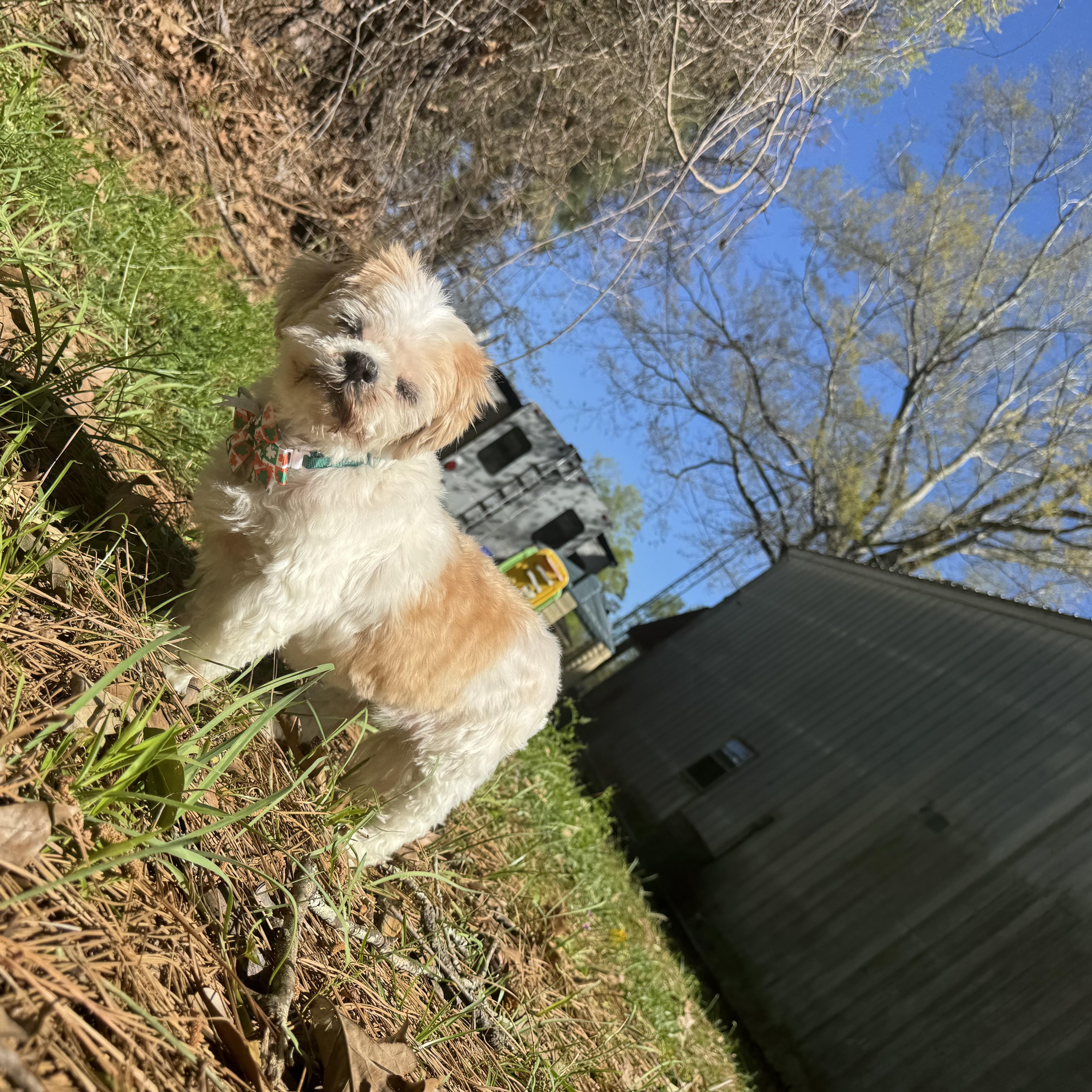 Enlarge Jill, a ADOPTABLE mixed breed in Baton Rouge, LA image 4/6