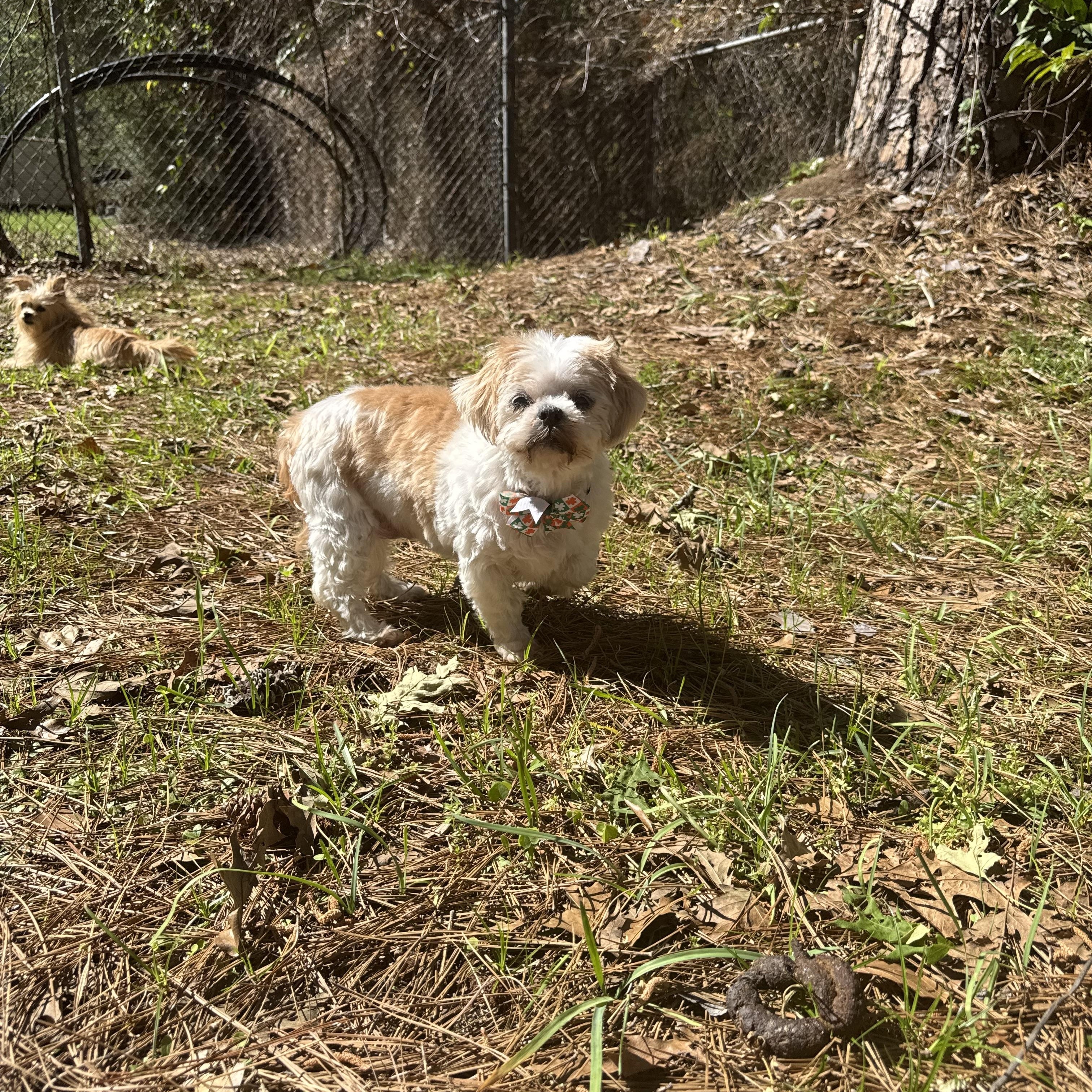 Enlarge Jill, a ADOPTABLE mixed breed in Baton Rouge, LA image 5/6