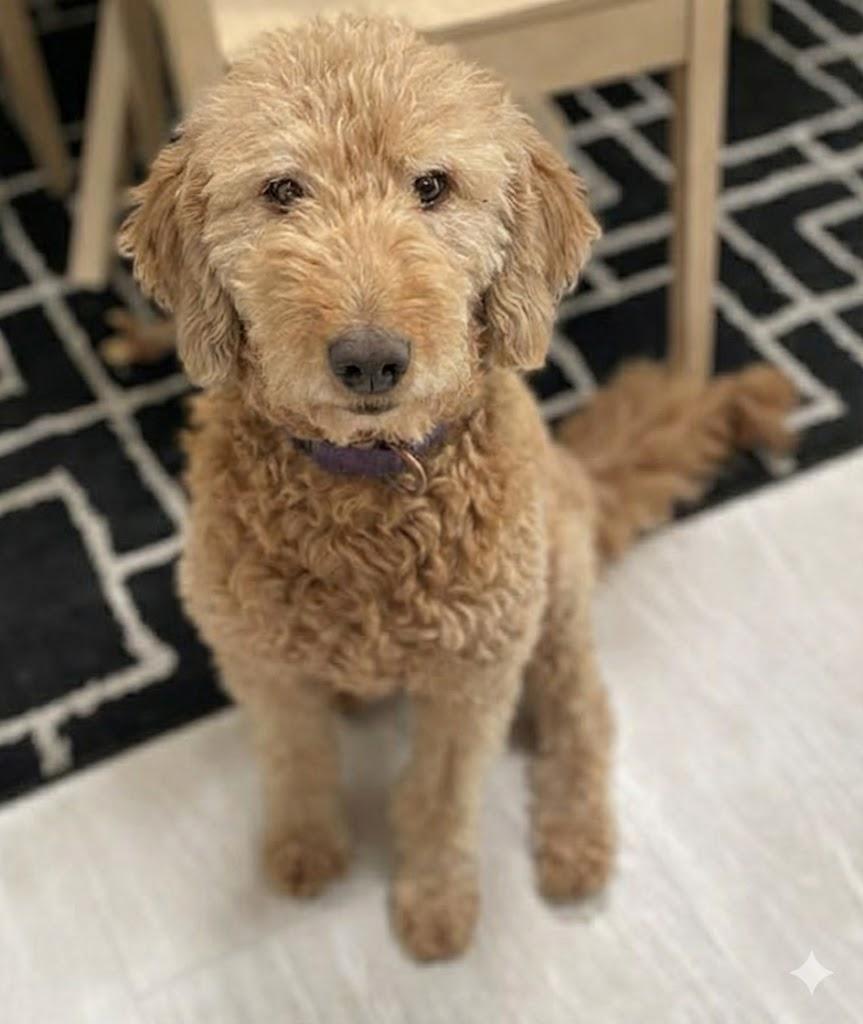 Enlarge Honey- Foster to Adopt, a ADOPTABLE Goldendoodle in Crown Point, IN image 3/4