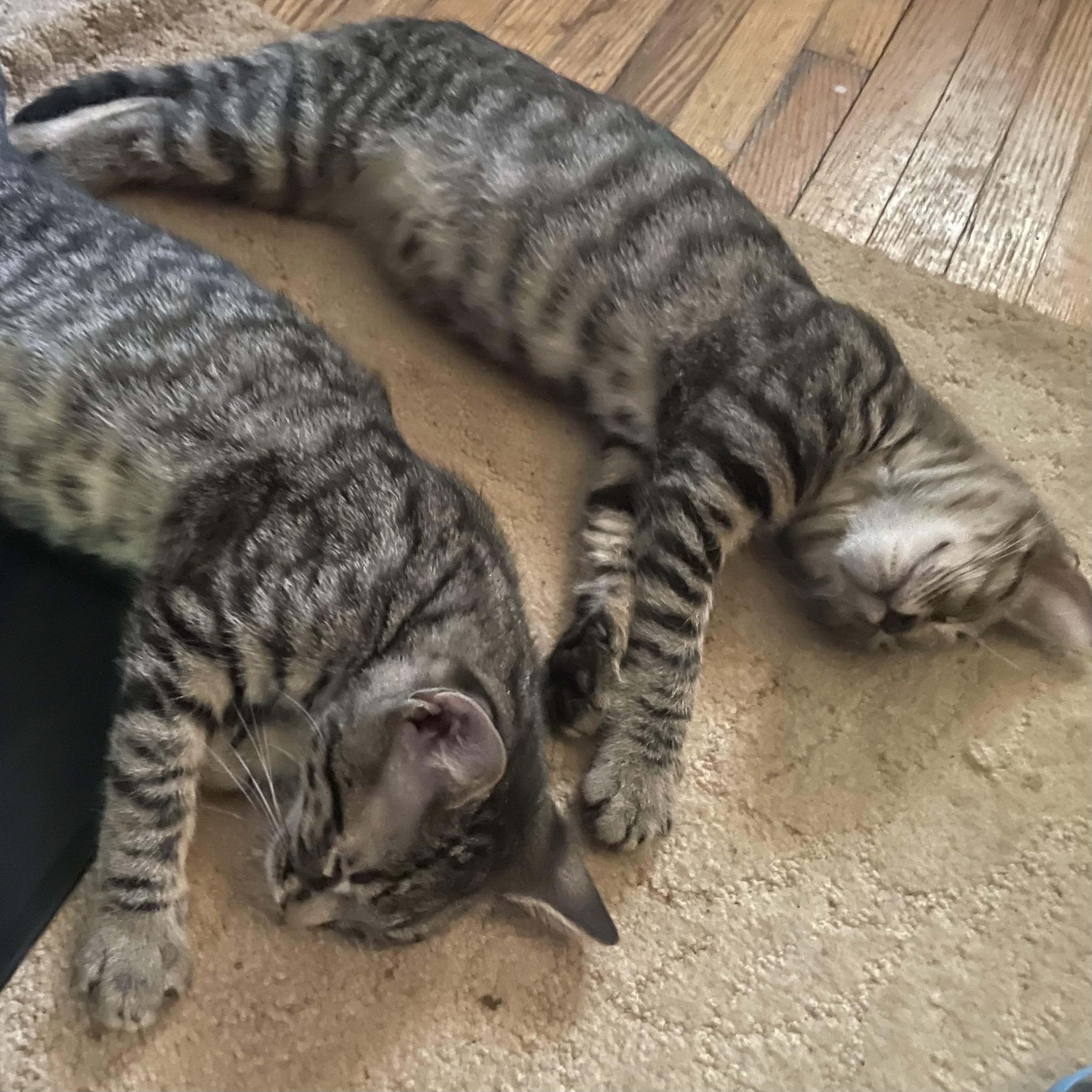 Enlarge Everett, a Adoptable Domestic Short Hair in Cranford, NJ image 6/6