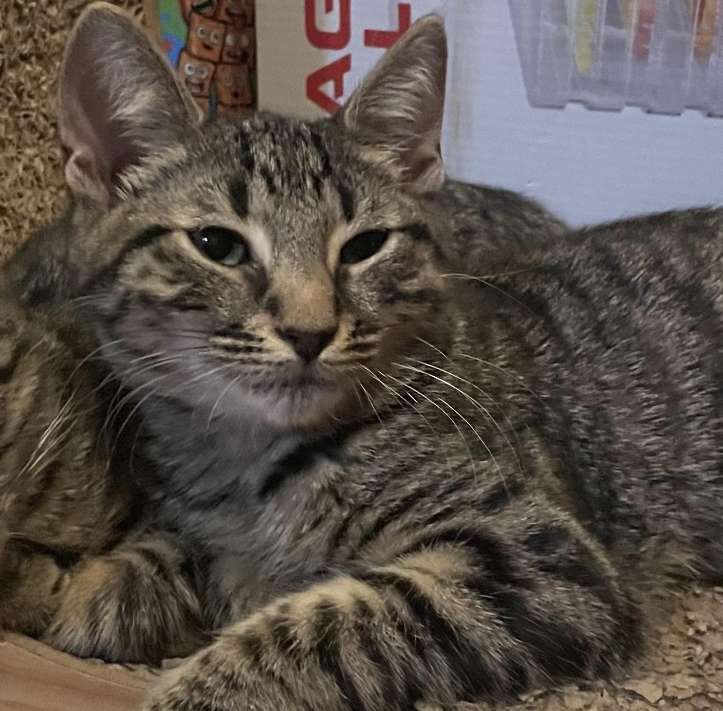 Enlarge Everett, a Adoptable Domestic Short Hair in Cranford, NJ image 1/6